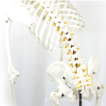 SKELETON01-1 (12361-1) Medizinische Wissenschaft Flexible Skelett Lebensgroße 170 cm Medizinische Anatomische Skeleton Modelle